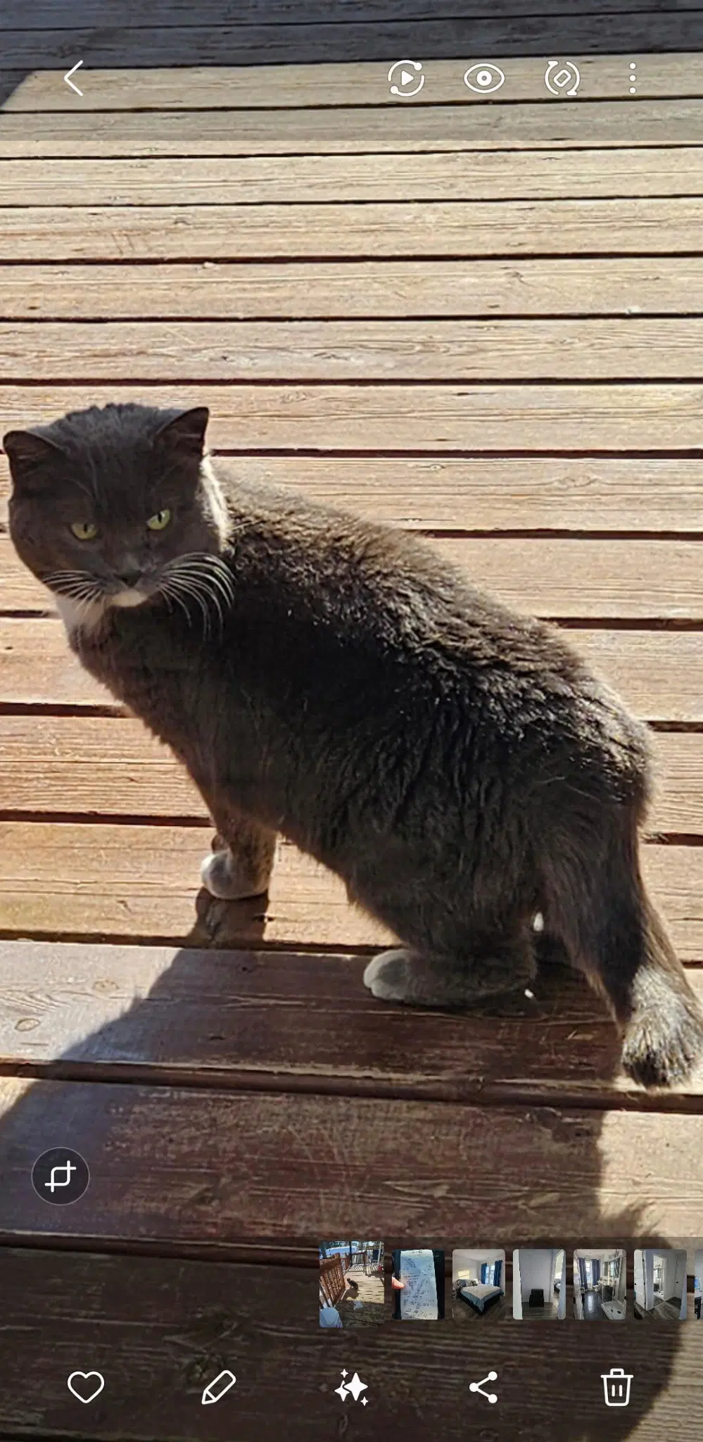Titetite - Domestic Short Hair