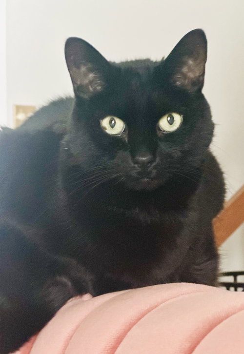 Rufus, Adult Domestic Short Hair (short coat), cat for adoption in Montreal, QC