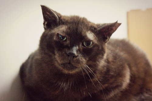 Lustucru, an adoptable Domestic Short Hair in Montreal, QC