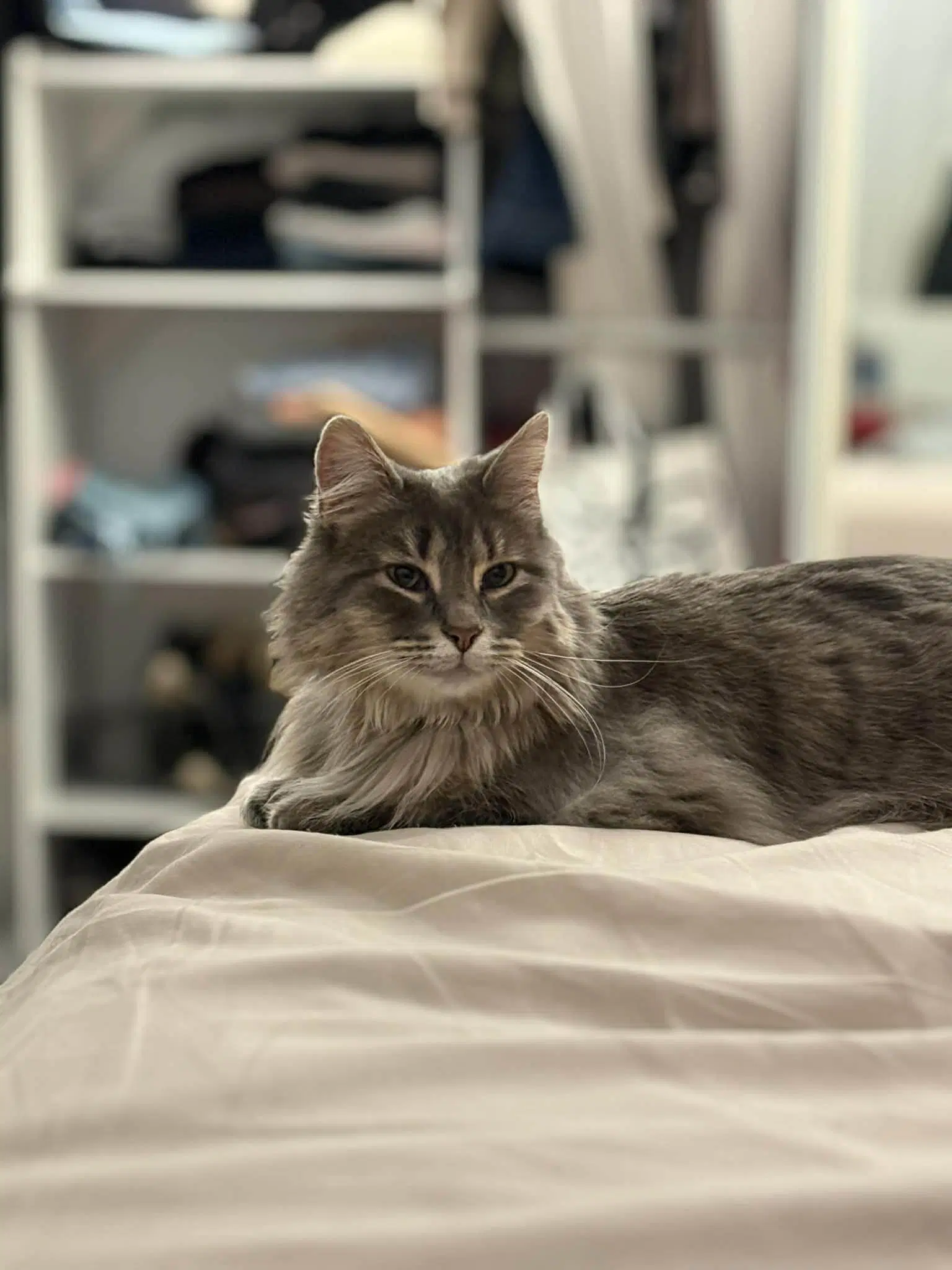 Flora - Domestic Long Hair