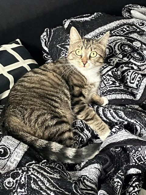 Scampi, an adoptable Domestic Short Hair in Montreal, QC