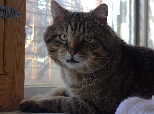 Pawlock, an adoptable Domestic Short Hair in Montreal, QC