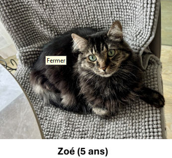 Mégane et Zoé, an adoptable Domestic Long Hair in Montreal, QC