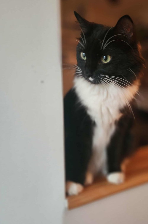 Bébé chat, an adoptable Domestic Long Hair in Montreal, QC