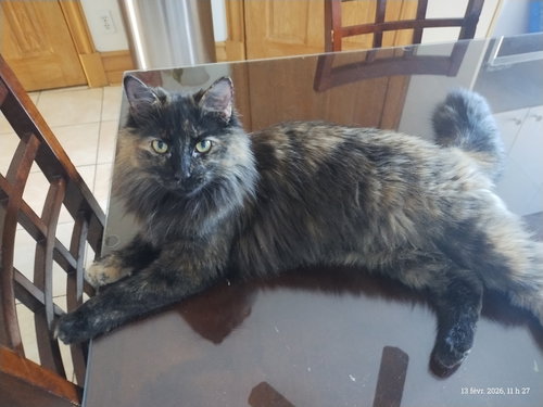 Mimi, an adoptable Domestic Medium Hair in Montreal, QC
