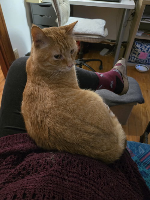 Potiron, Adult Domestic Medium Hair (medium coat), cat for adoption in Montreal, QC