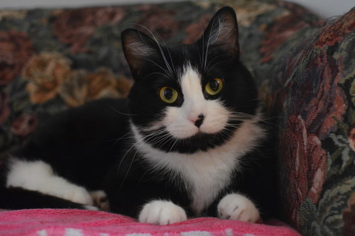 Hina, Young Domestic Short Hair (short coat), cat for adoption in Montreal, QC