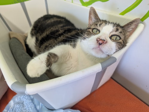 Pitaya, Senior Domestic Short Hair (short coat), cat for adoption in Montreal, QC