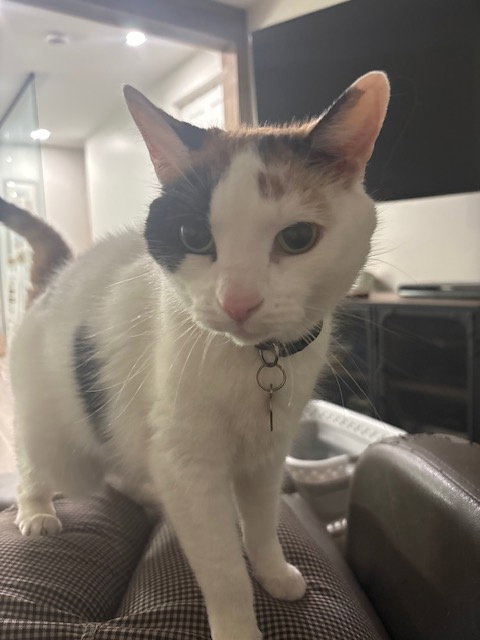Boo, an adoptable Domestic Short Hair in Montreal, QC