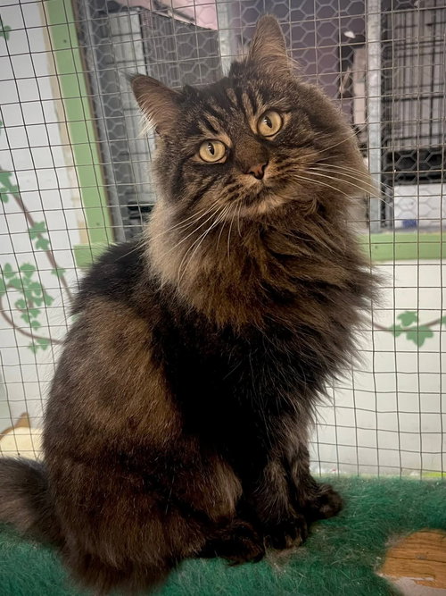 Edwina, an adoptable Domestic Short Hair in Montreal, QC