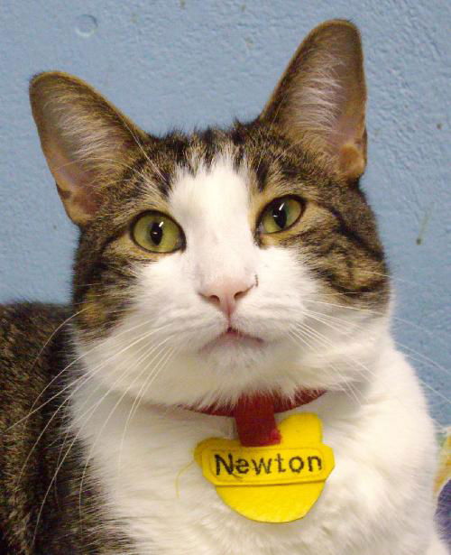 Newton