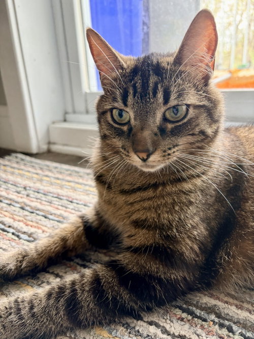 Mew, an adoptable Domestic Short Hair in Montreal, QC