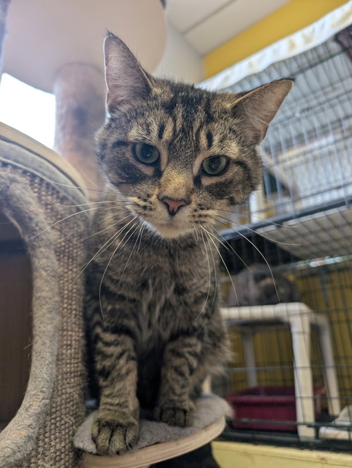 Chagall, an adoptable Domestic Short Hair in Montreal, QC