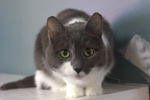 Colette, an adoptable Domestic Short Hair in Montreal, QC