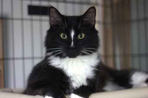 Philémon, an adoptable Domestic Short Hair in Montreal, QC