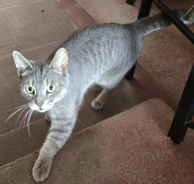 No Name - Domestic Short Hair