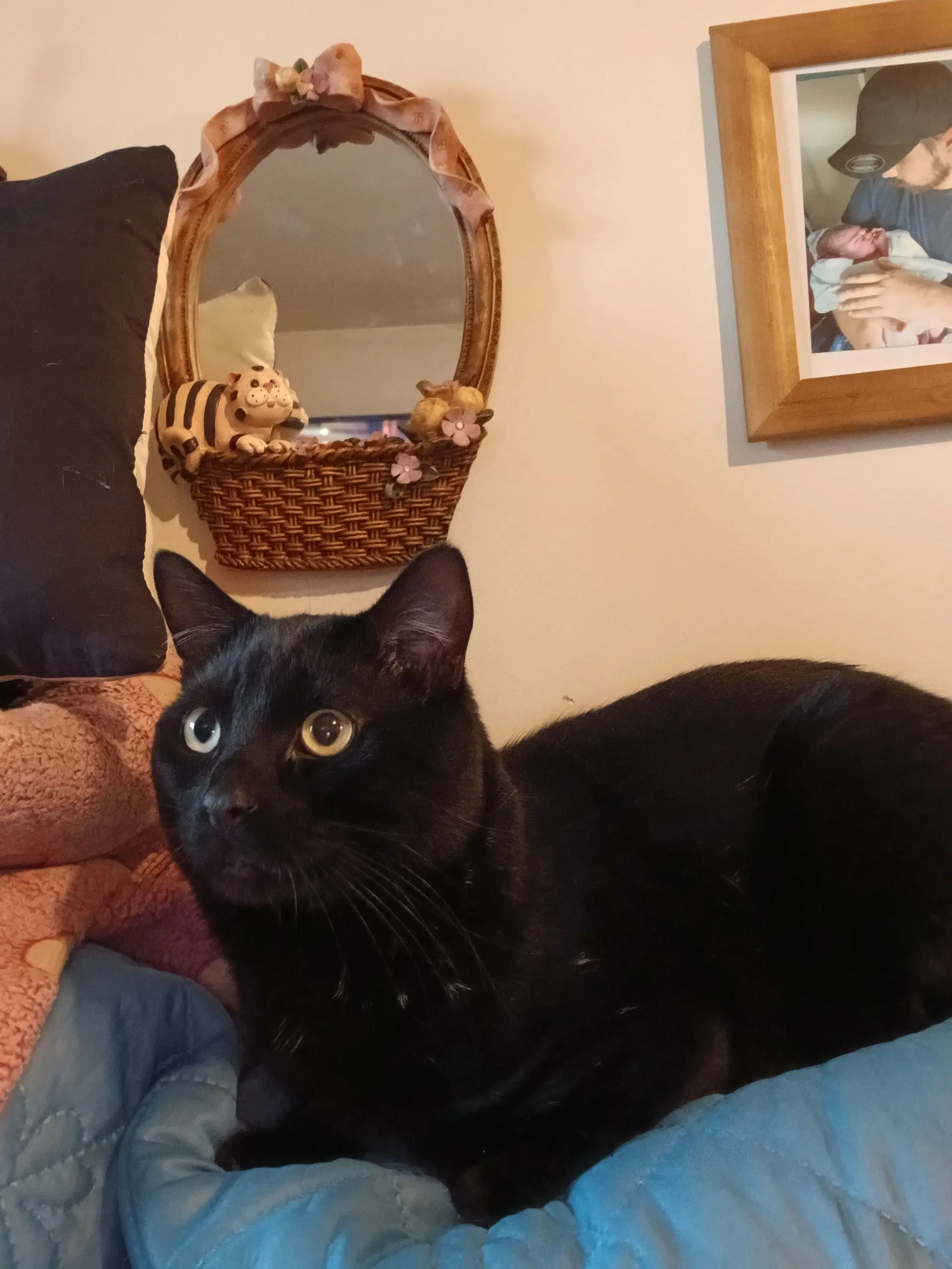 Spike - Domestic Short Hair