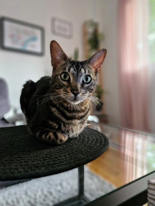 Nori, an adoptable Bengal in Montreal, QC