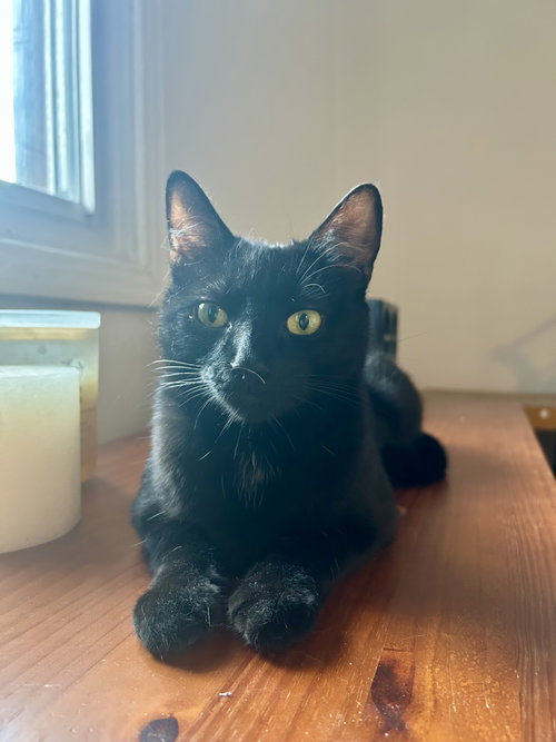 Cuca, an adoptable Domestic Short Hair in Montreal, QC