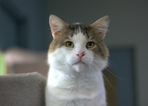 Creton, an adoptable Domestic Short Hair in Montreal, QC