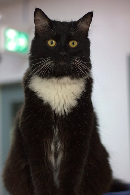 London, an adoptable Domestic Long Hair in Montreal, QC