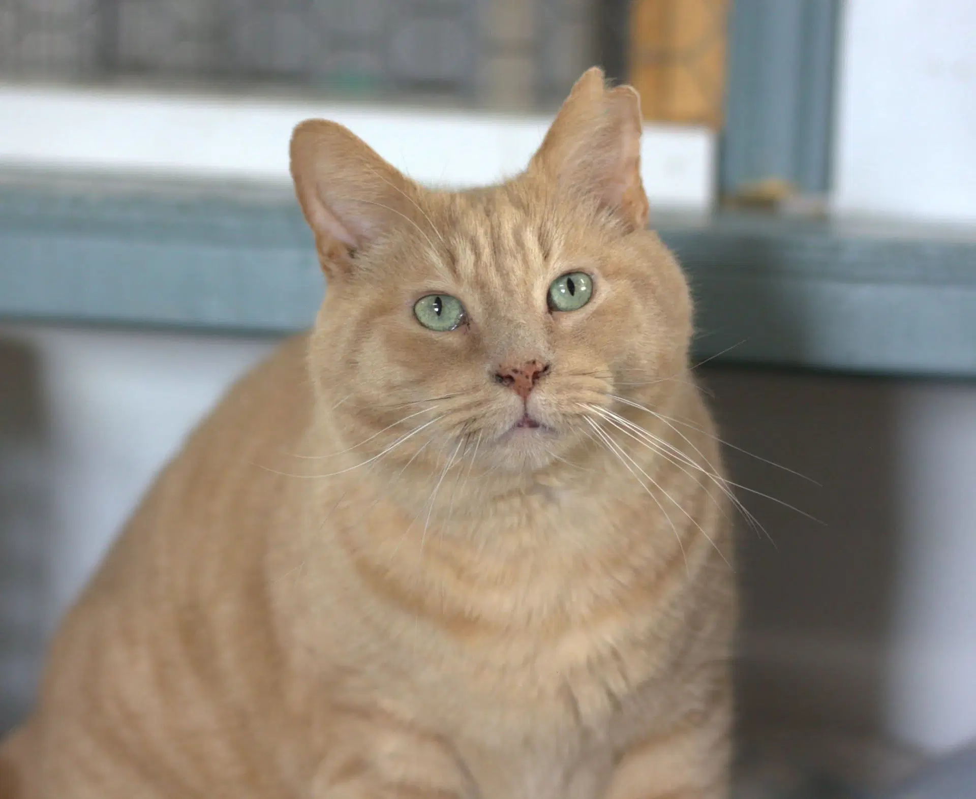 Obi - Domestic Short Hair