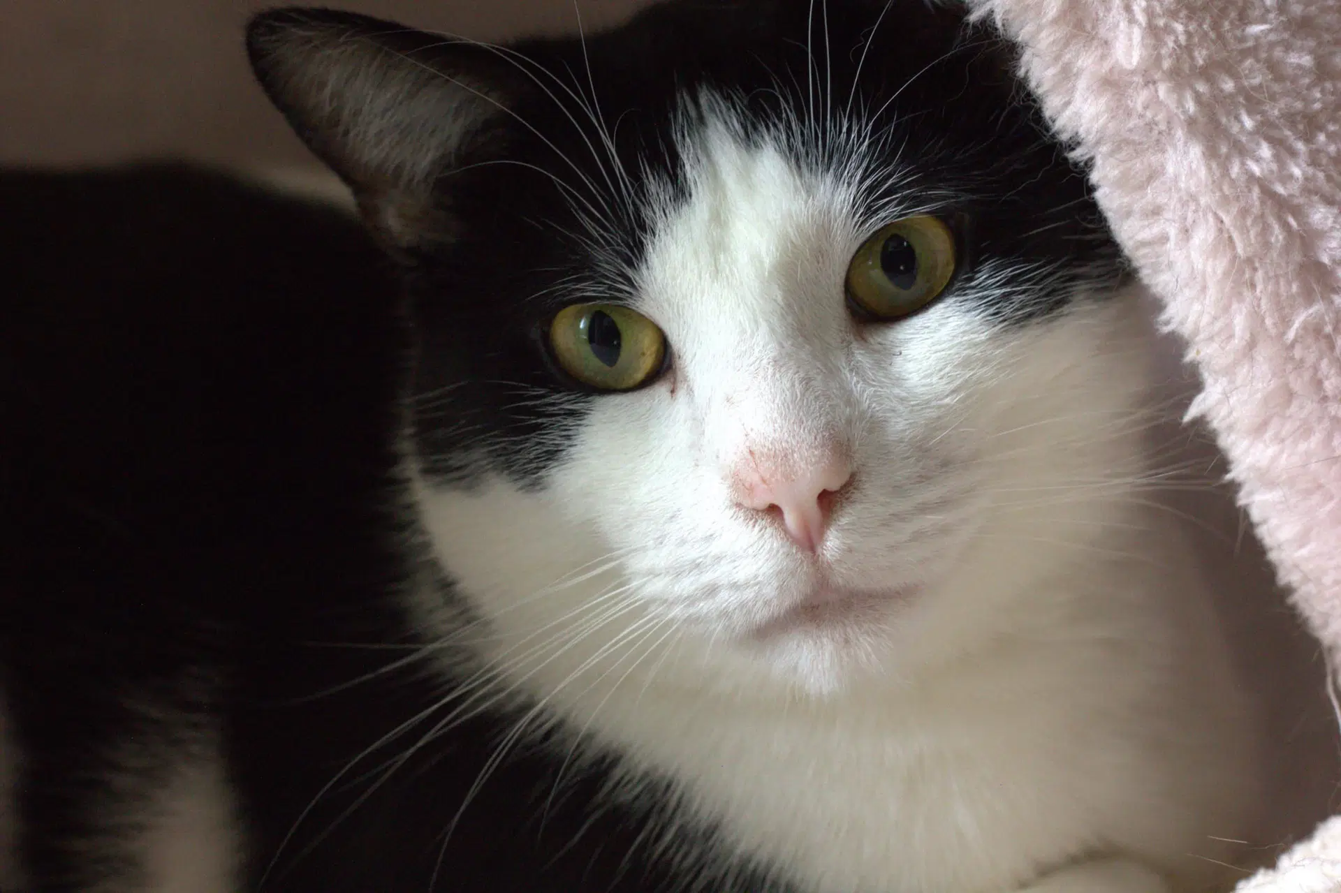Momo - Domestic Short Hair