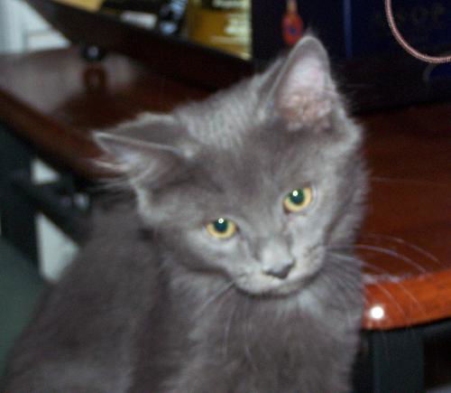 Graham