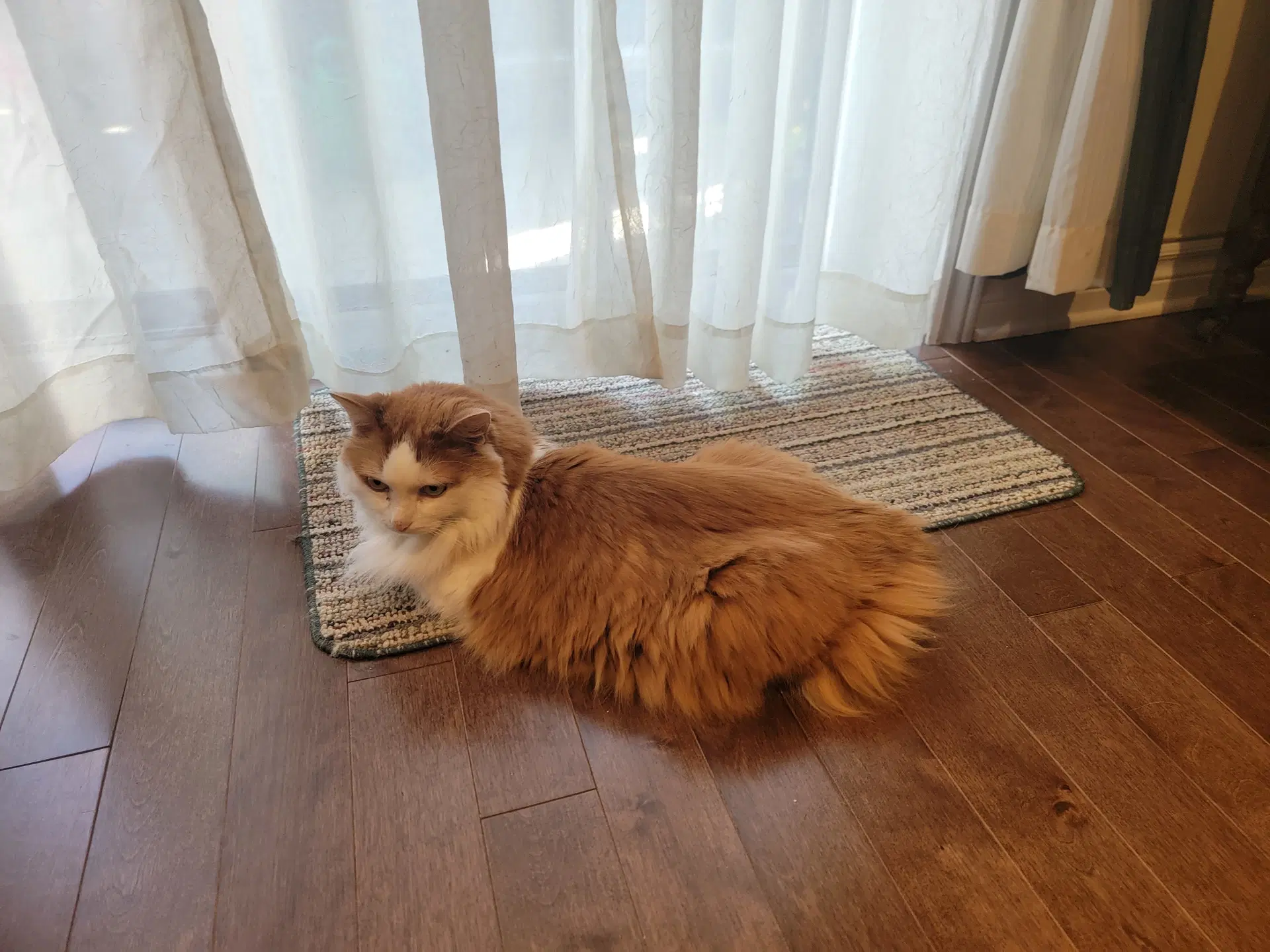 Lucky - Domestic Medium Hair