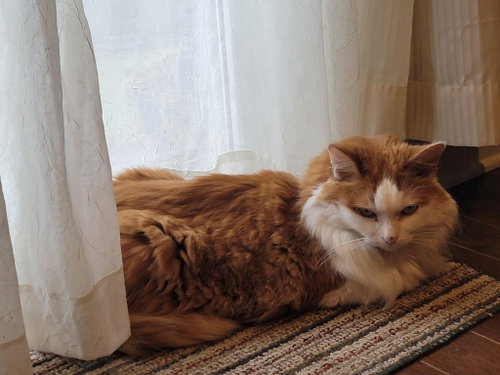 Photo 5 of Lucky