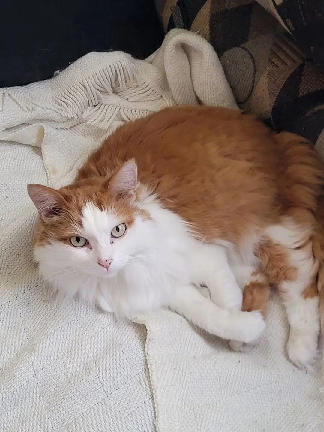 Lucky - Domestic Medium Hair