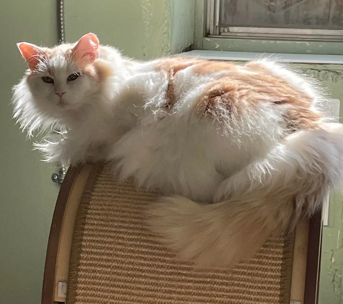 Annette - Domestic Long Hair