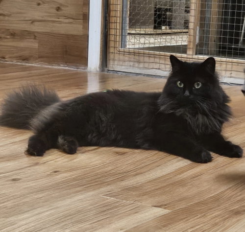 Photo 4 of Kiwi