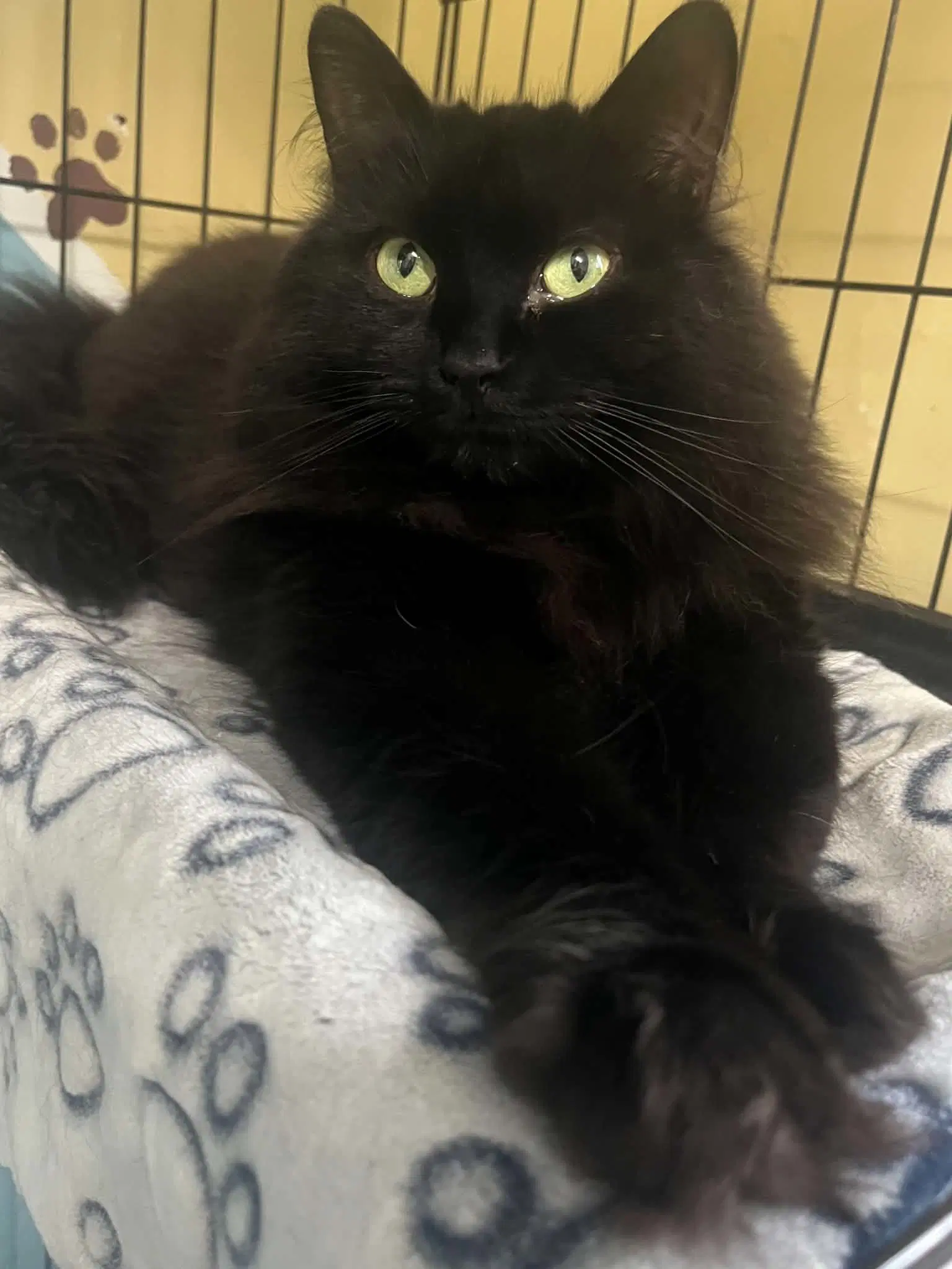Kiwi - Domestic Long Hair
