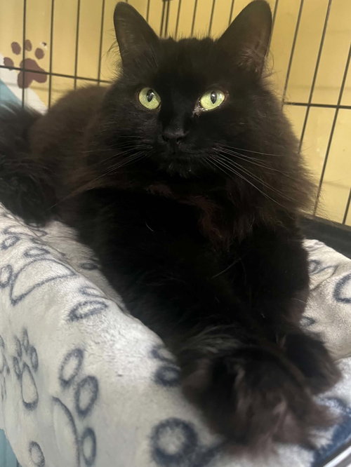 Kiwi, a cat for adoption from Animal Rescue Network / Reseau Secours Animal