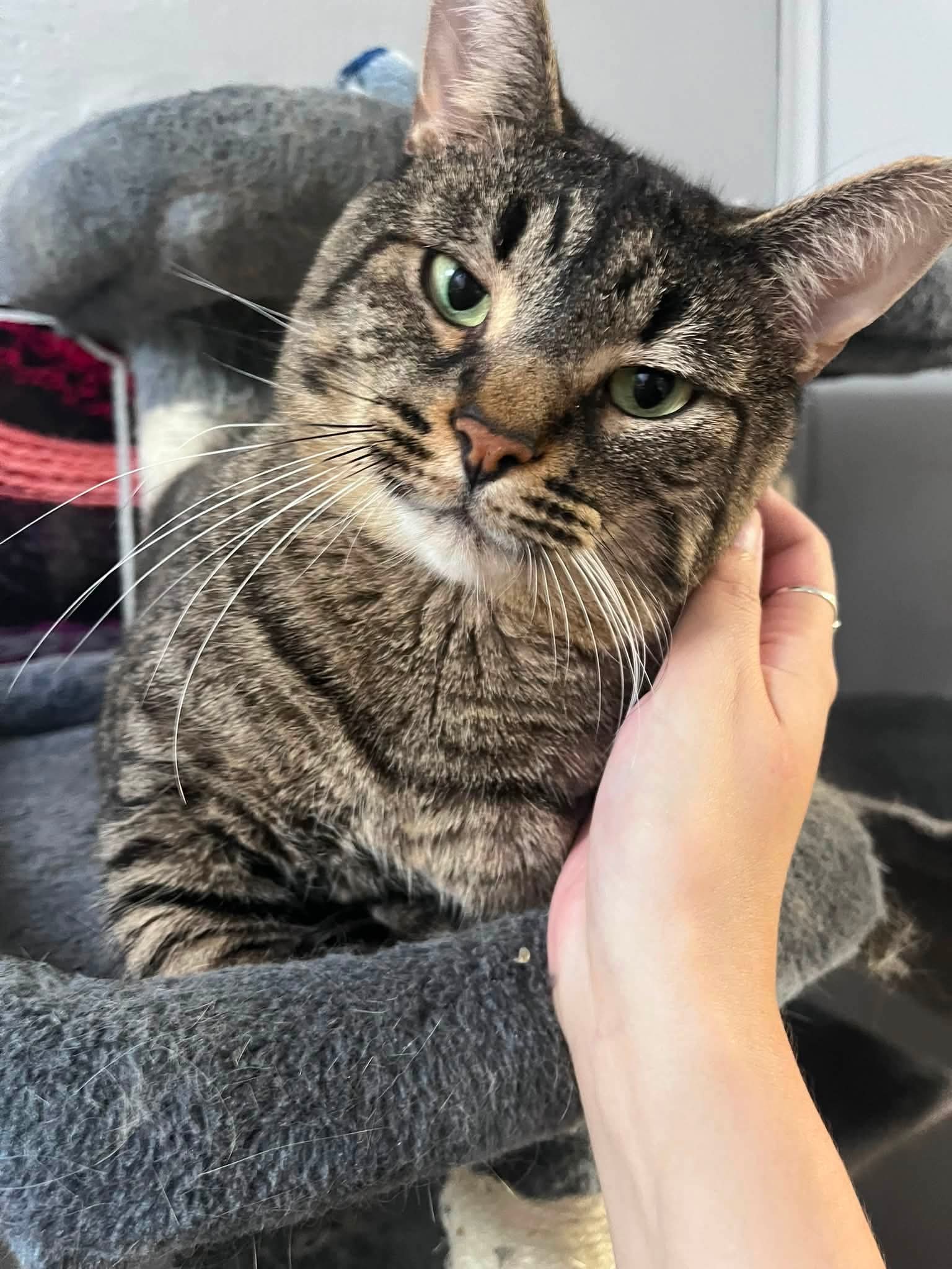 Minimousse - Domestic Short Hair