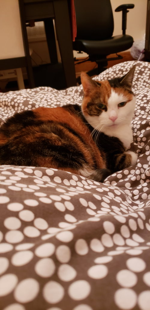 Minoushka, a cat for adoption from Animal Rescue Network / Reseau Secours Animal