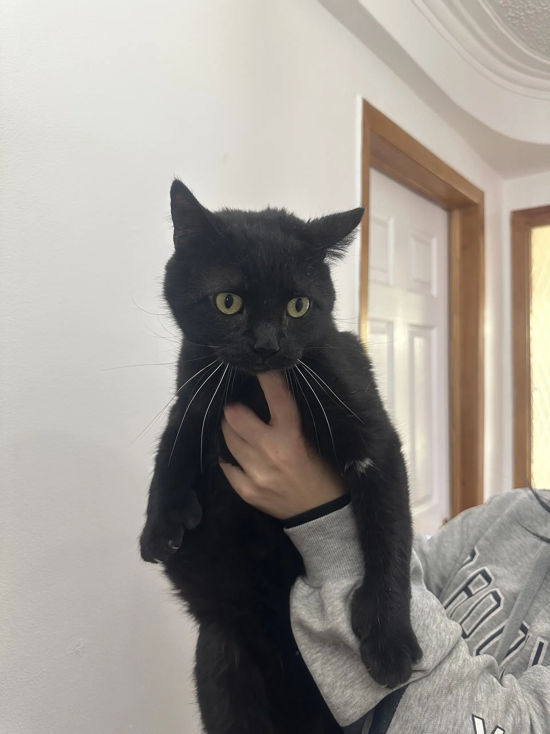 Duo Mf Simba  Zara - Domestic Medium Hair