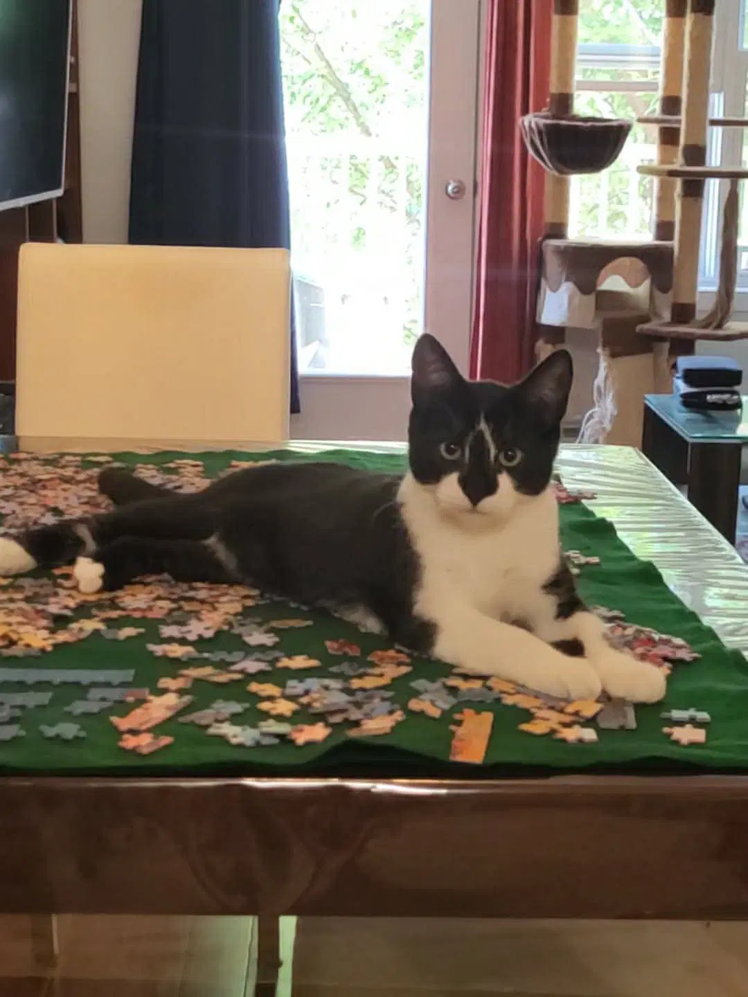 Spiro - Domestic Short Hair