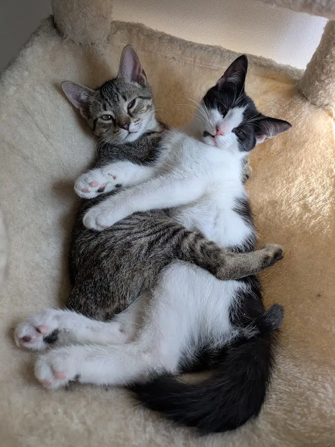 Timiou Mle Et Brunette Femelle - Domestic Short Hair