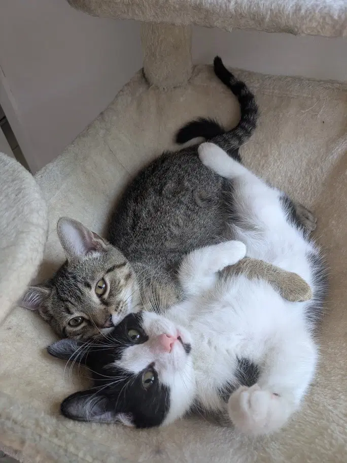 Timiou Mle Et Brunette Femelle image 3
