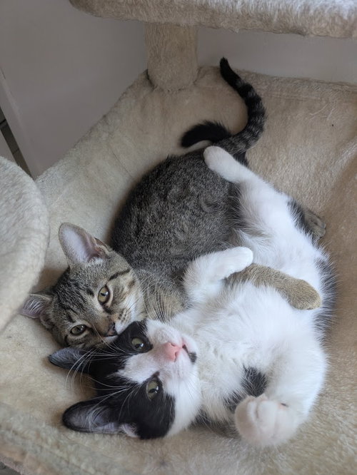 Timiou (mâle) et Brunette (femelle) photo 3