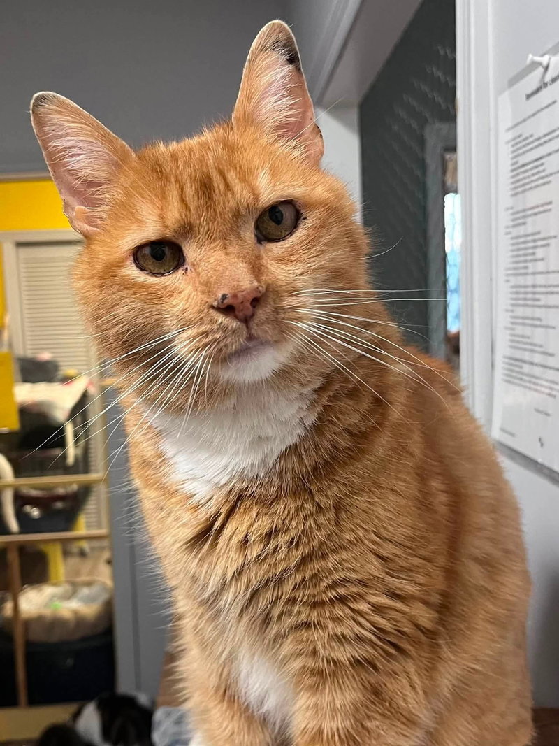 Tropicana, an adult male cat up for adoption