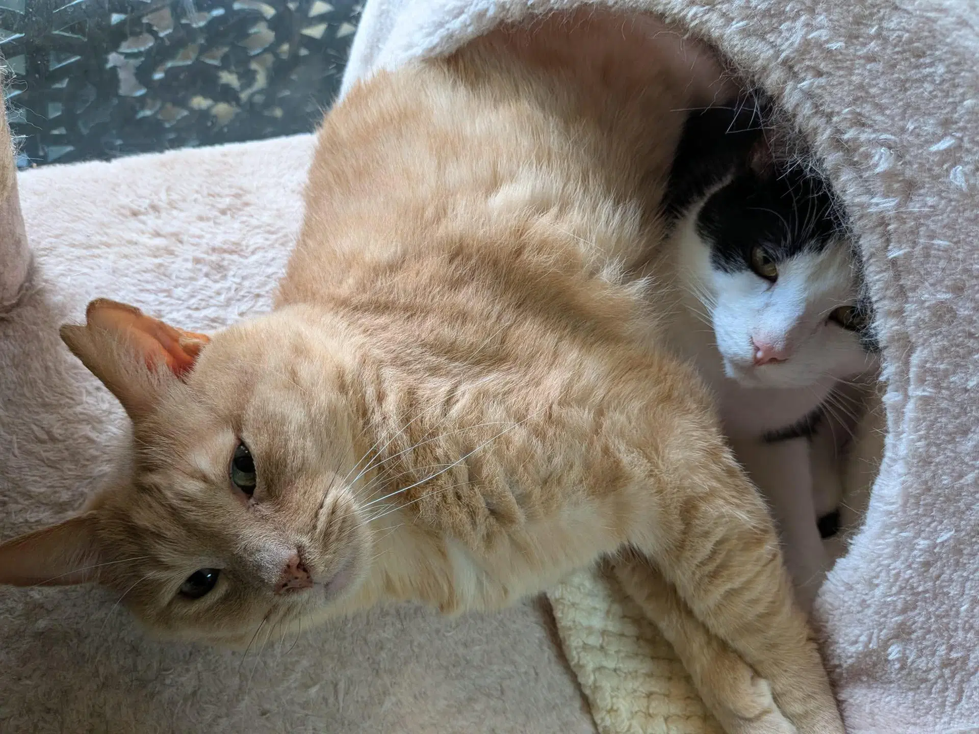 Obi Et Momo image 4