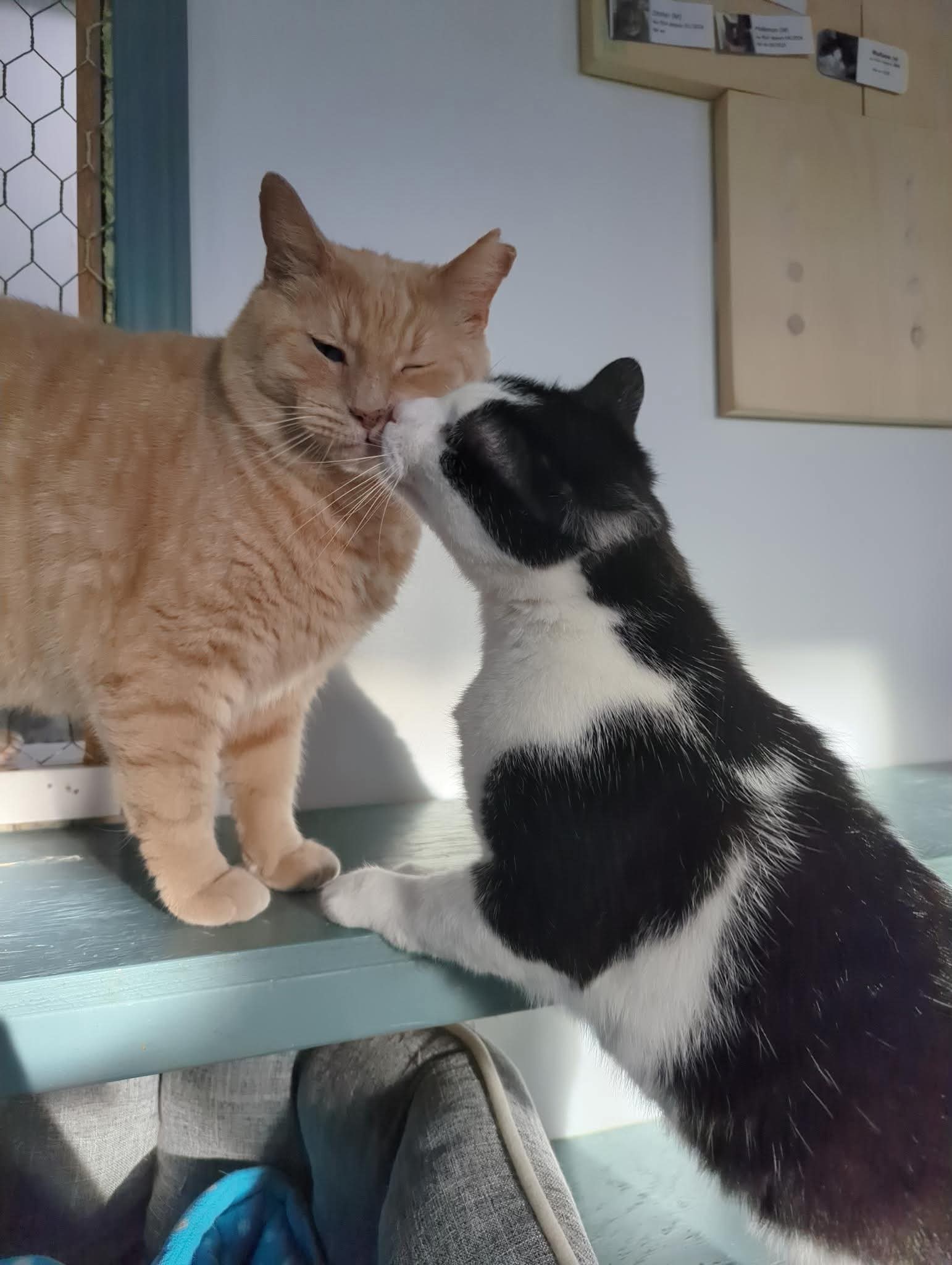 Obi Et Momo