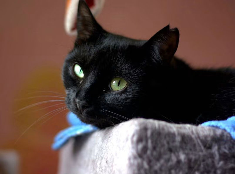 Pastis, an adult male cat up for adoption