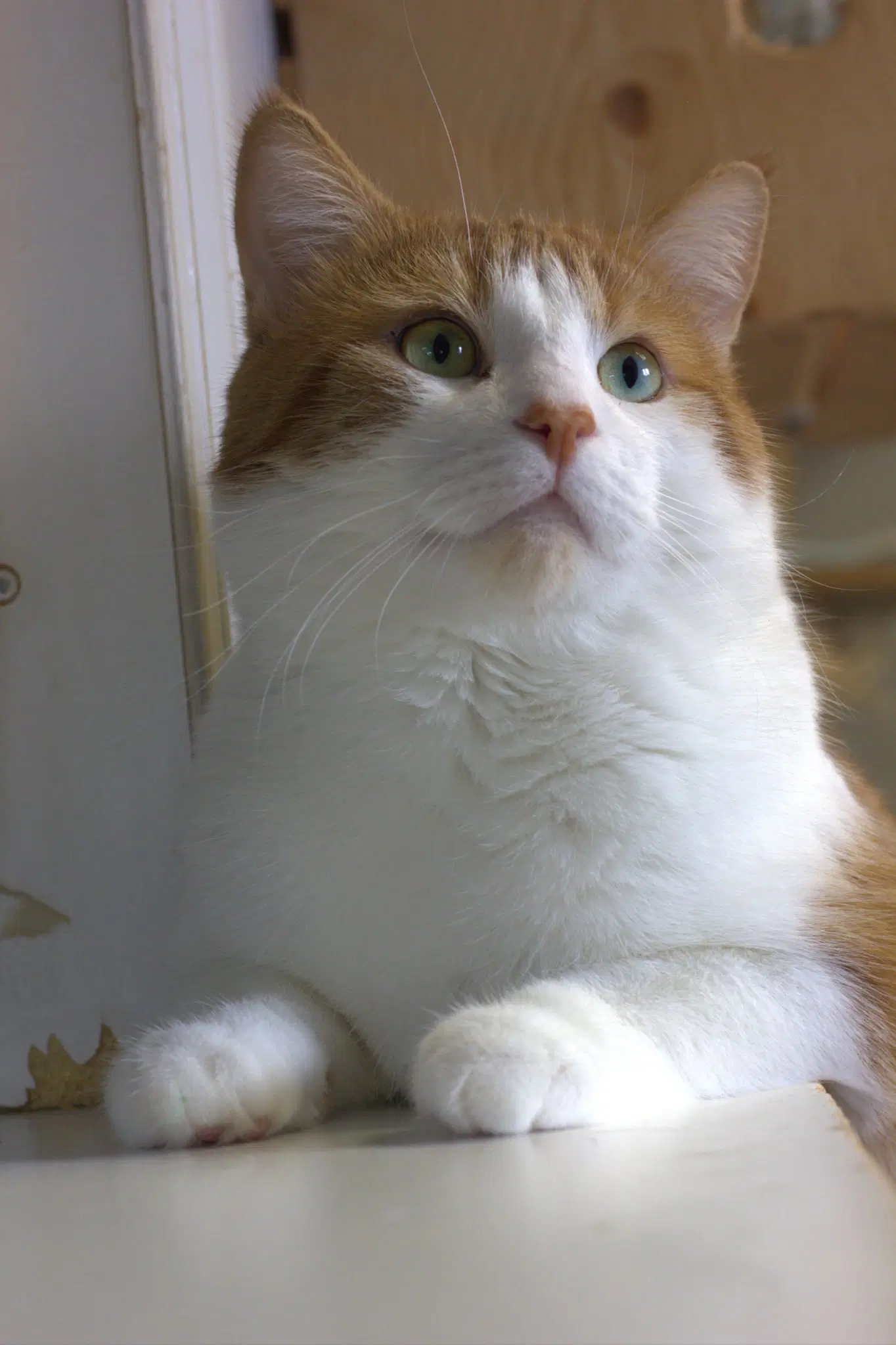 Lo - Domestic Short Hair