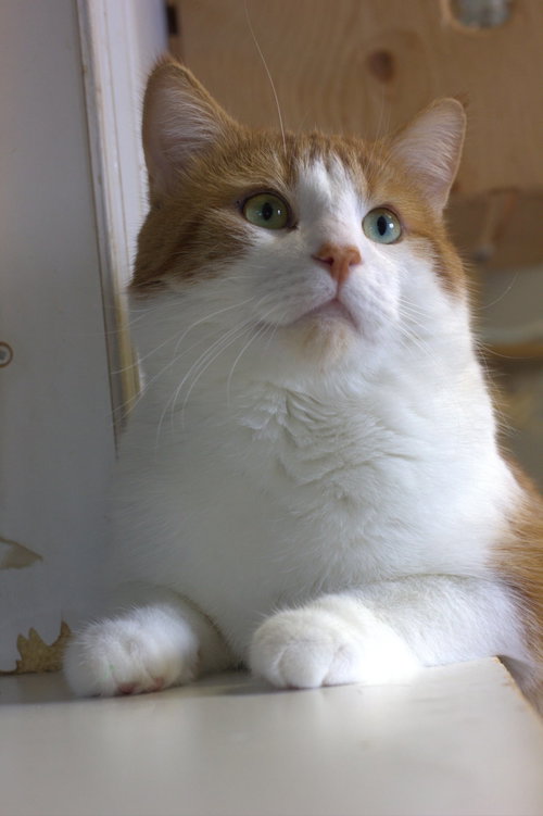 Léo, a cat for adoption from Animal Rescue Network / Reseau Secours Animal