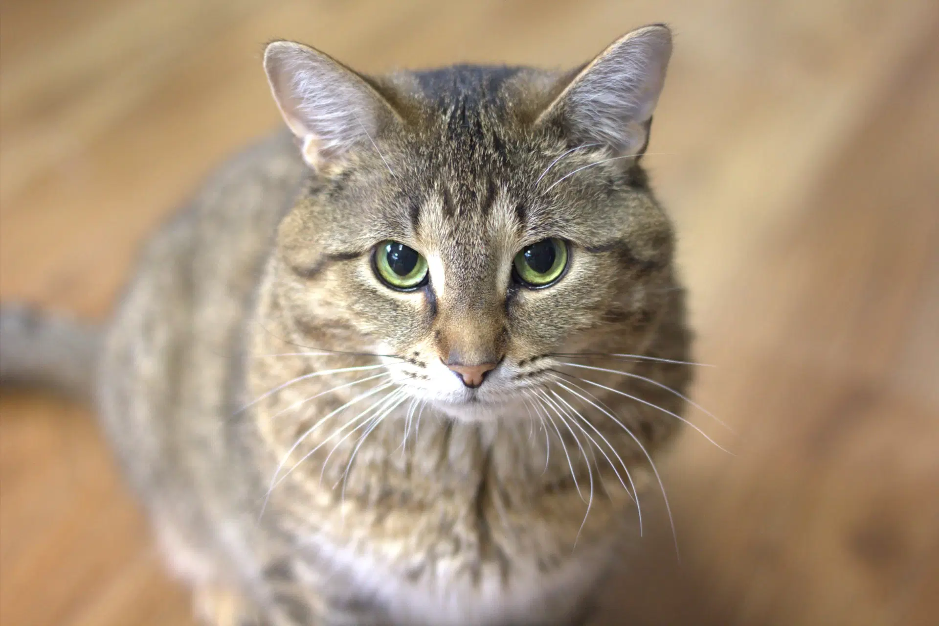 Frodon - Domestic Short Hair