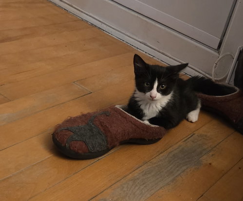 Taiji, a cat for adoption from Animal Rescue Network / Reseau Secours Animal